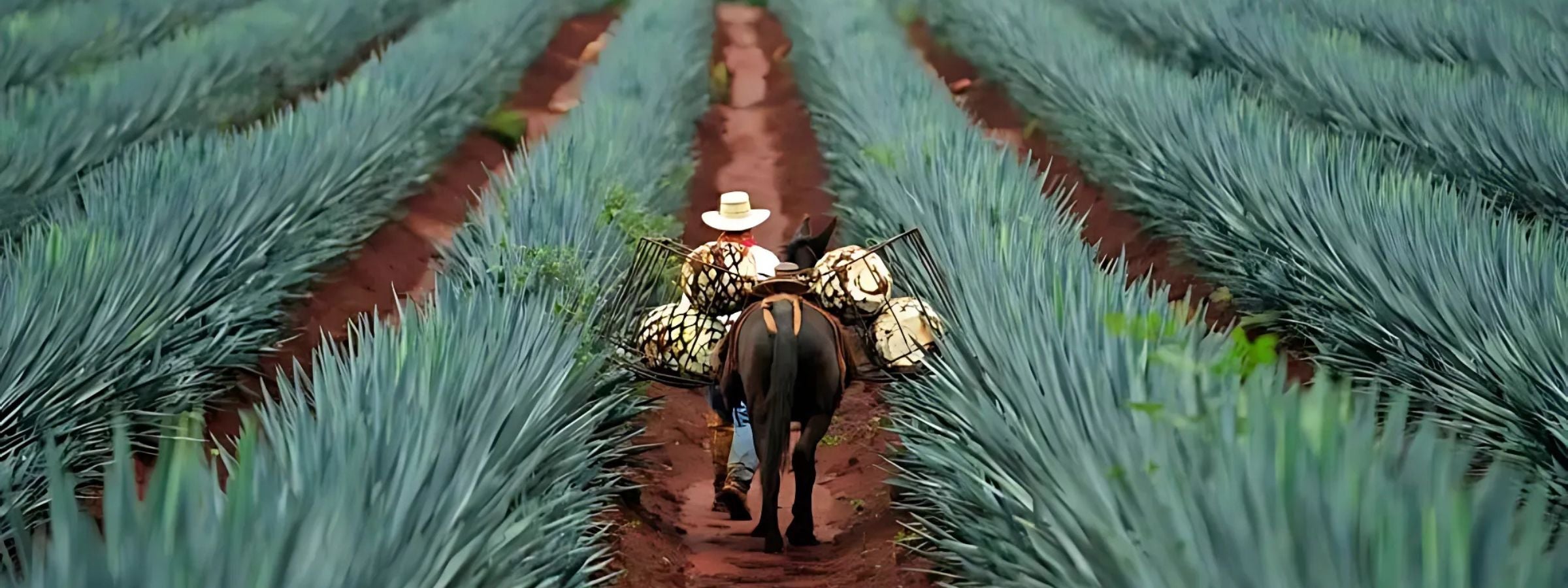 Assorted tequila and mezcal bottles with limes, salt and agave plant on a rustic wooden table