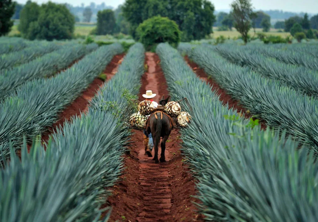 Bottle of Reposado tequila with agave illustration
